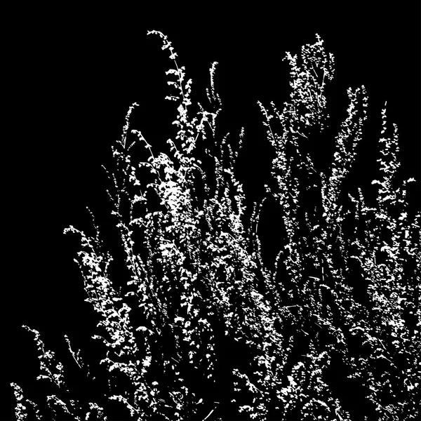 Silhouette von Artemisia vulgaris — Stockvektor