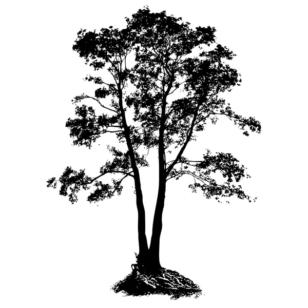 Siyah Alder ağacı — Stok Vektör