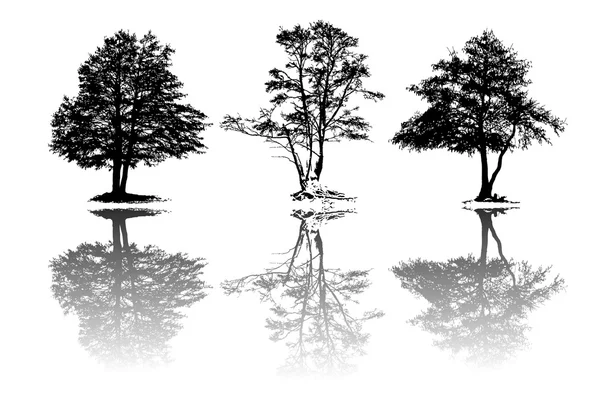 Pohon siluet dengan refleksi - Stok Vektor