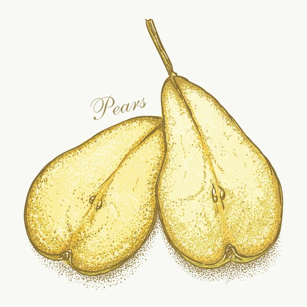 梨の手描き下ろしペア — ストックベクタ