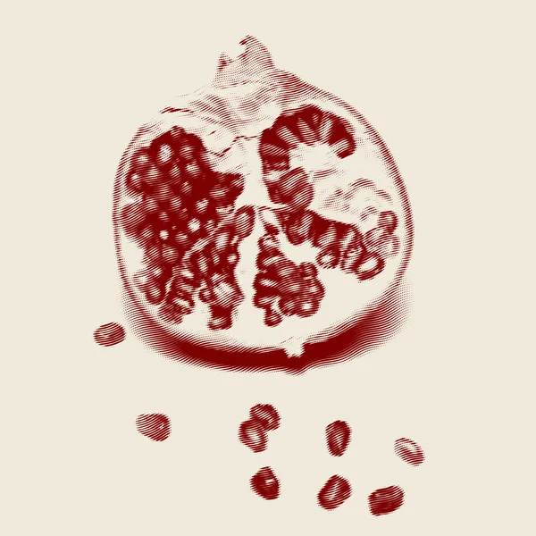 Half of engraved style pomegranate — Stock Vector