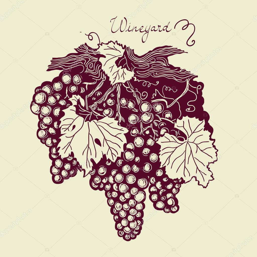 Bunch of grapes with leaves and tendrils, vineyard hand drawing logo, vector