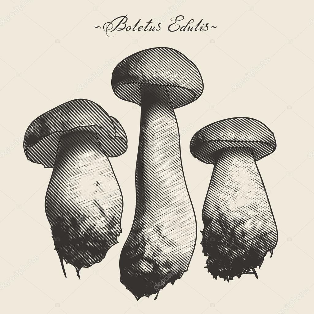 Engraved style mushrooms