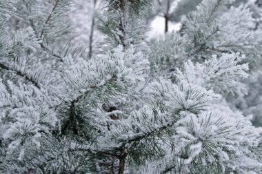 Kar Frost çam dalları