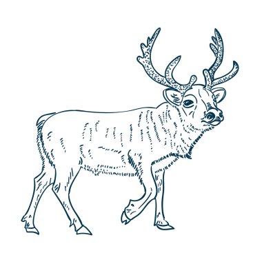 beyaz izole Ren geyiği