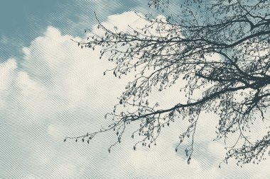 Bulutlu gökyüzü üzerinde ağaç dalları