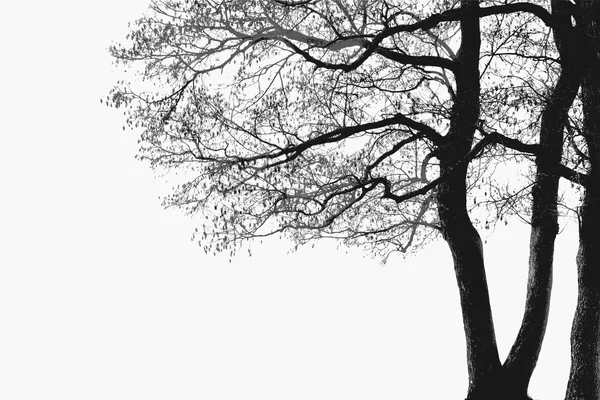 Alder ağacı dalları