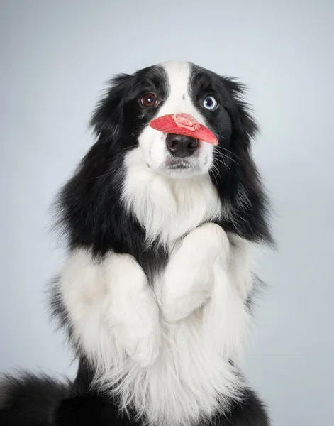 2 つ折りで座っている犬を足します。 — ストック写真