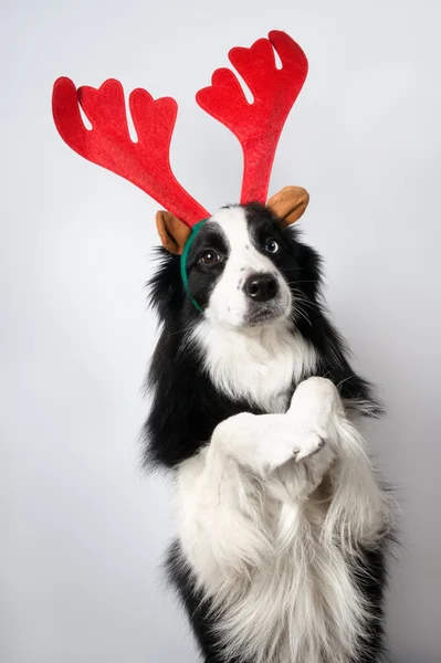 Cão representando veados do Papai Noel — Fotografia de Stock