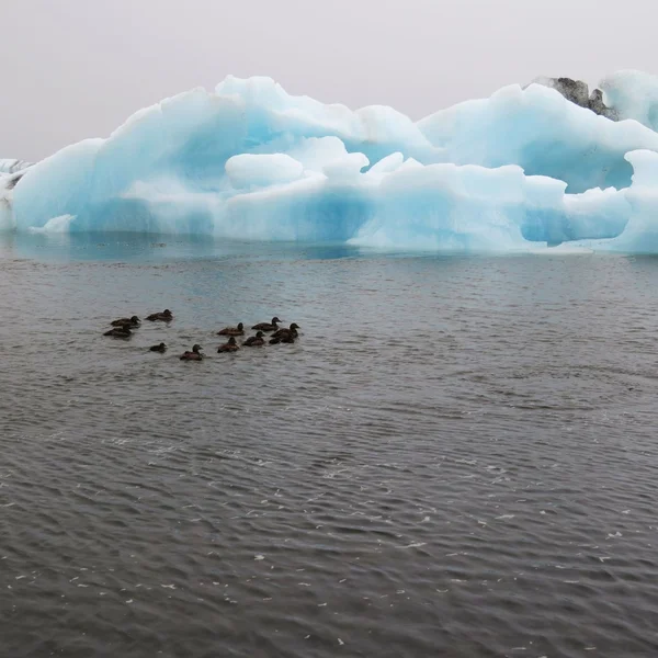 Iceberg, Islândia — Fotografia de Stock