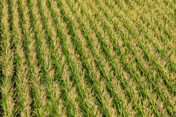 畑で収穫できる緑のトウモロコシ — ストック写真