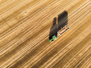 Bir traktör gün batımında traktör şeklinde bir gölgeyle hasat yapar.