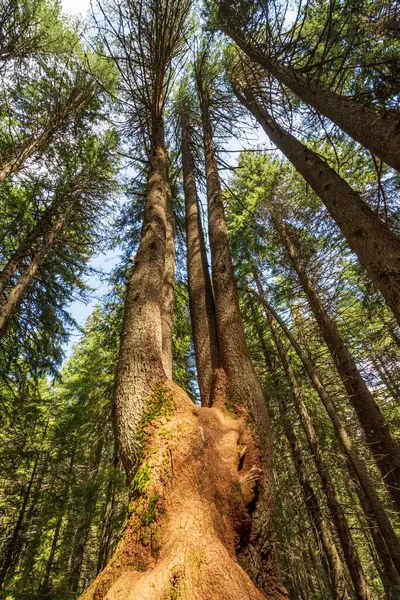 Чотири Дерева Одним Великим Коренем — стокове фото