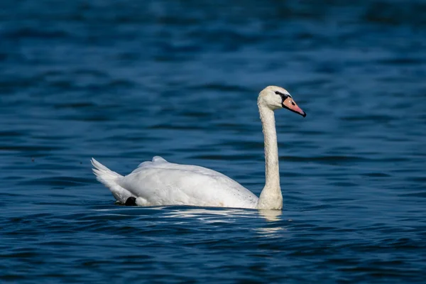 Ein Nasser Schwan Ruht Wasser Der Donau — Stockfoto