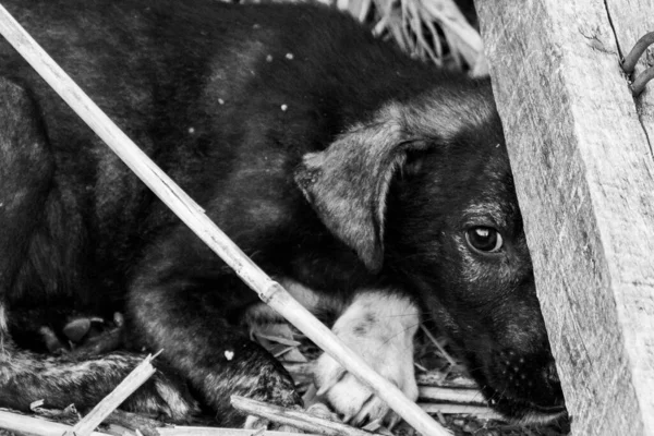 Herrelös Hund Gömmer Sig Bakom Träbjälke Och Ser Rädd — Stockfoto