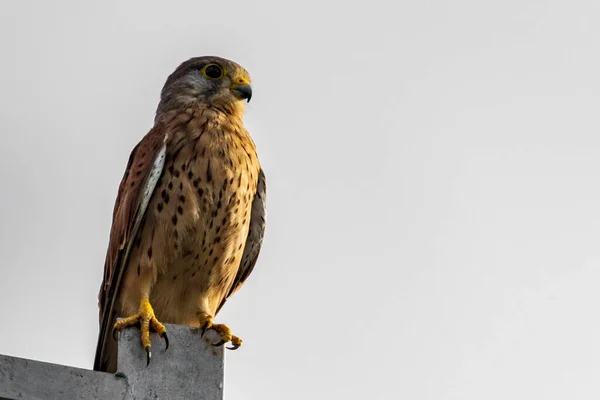 Kestrel Comum Falco Tinnunculus Poste Eletricidade Fotografado Partir Baixo — Fotografia de Stock