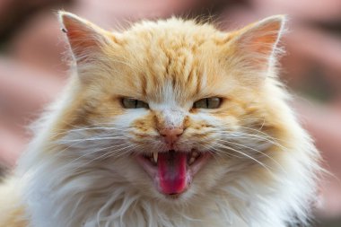 Korkmuş sokak kedisi beni korkutmaya çalışıyor.