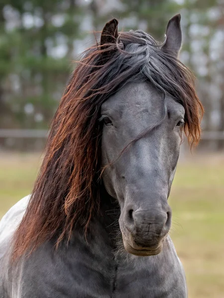 写真のためのサラブレッド馬のポーズ — ストック写真