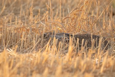 Avrupa tavşanı yaz boyunca altın buğday tarlasında saklanıyor