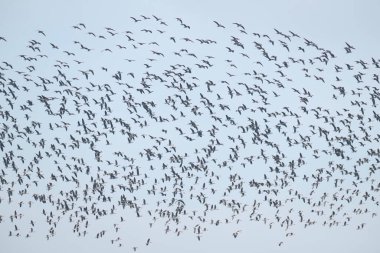 Uçsuz bucaksız beyaz önlü kaz sürüsü soluk mavi gökyüzünde uyum içinde göç ediyor.