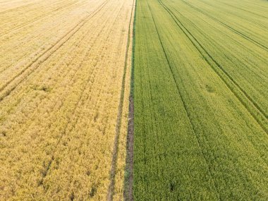Birbirine zıt iki tarım alanının havadan görünüşü, biri altın ve biri yeşil