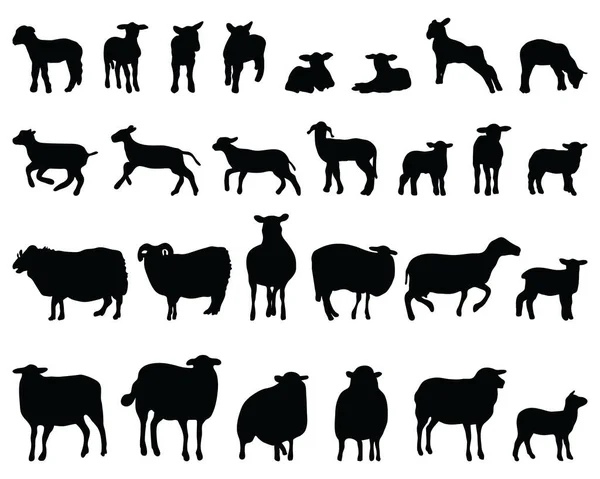 Black Silhouettes Sheep White Background — Stock Vector