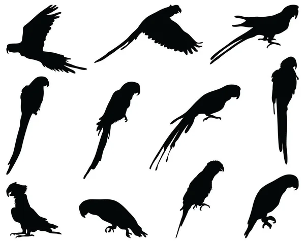 Siluetas Negras Loros Sobre Fondo Blanco — Vector de stock