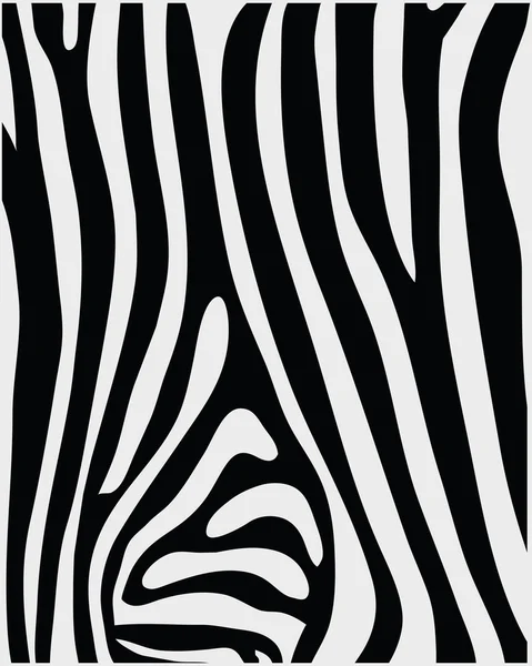 Huid van zebra 2 — Stockvector