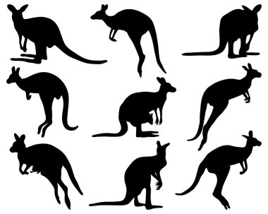 kanguru