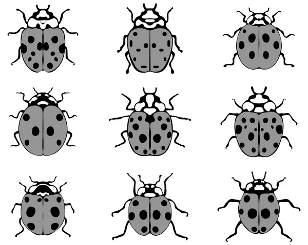 Vector mariquitas grises — Archivo Imágenes Vectoriales