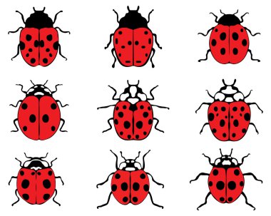 Kırmızı ladybugs 9