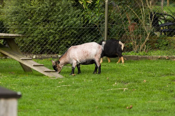 Pastagem Com Animais Fazenda Com Duas Cabras Comendo Grama — Fotografia de Stock