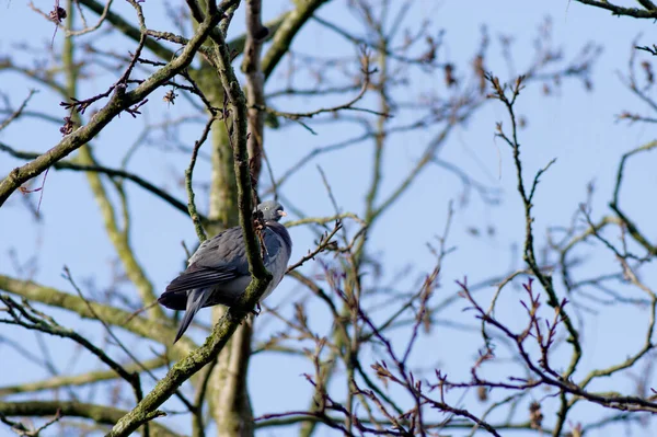 Pigeon Sur Une Branche Dans Arbre — Photo