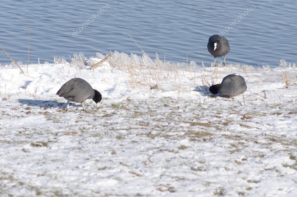 Coot ducks on a quay in the winter with snow and water in the background