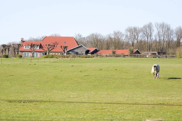 Kůň Stojí Pastvinách Farmou Pozadí Arnhemu Nizozemsku — Stock fotografie