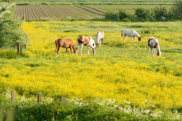 オランダのアーネムに黄色の花のある牧草地に立つ白と茶色の馬 — ストック写真