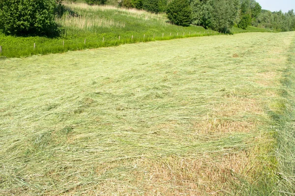 Groen Gemaaid Grasveld Met Bomen Achtergrond — Stockfoto