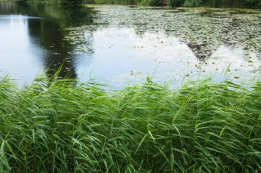Hollanda 'da yeşil rıhtımı olan bir göletin yüzeyinde su zambağı (Nymphaeaceae) yüzmektedir.