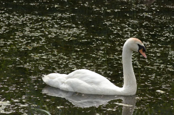 Weißer Schwan Schwimmt Wasser Eines Sees — Stockfoto