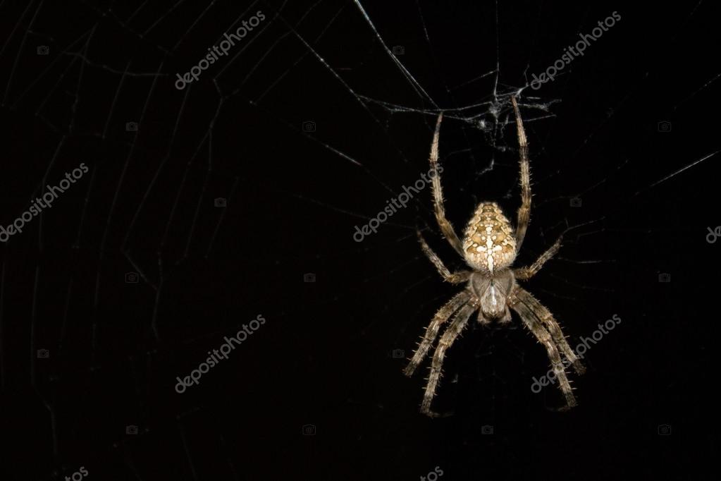 nocturnal spiders nocturnal spiders