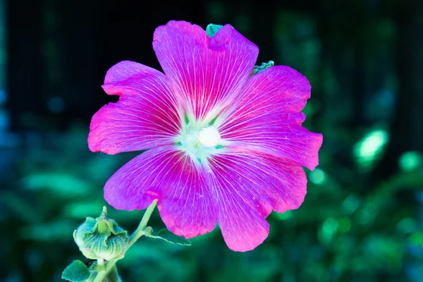 美妙的五颜六色的花 — 图库照片