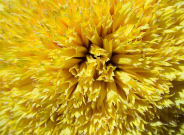 Güneş ve ayçiçeği bin yıldır arkadaşız