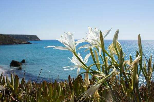 Plants growing near the sea are the most envied — Stock Photo, Image