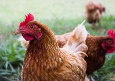 Kırmızı arması ve güzel bir kahverengi tüyleri ile tavuk