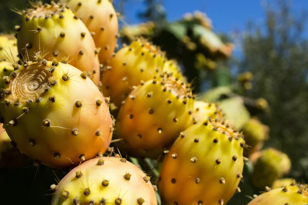 Over the spikes under the sweet and succulent fruit — Stock Photo, Image