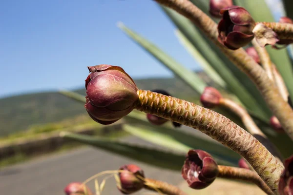 Desert flowers with purple buds that grow wild along roadsides — Stock Photo, Image