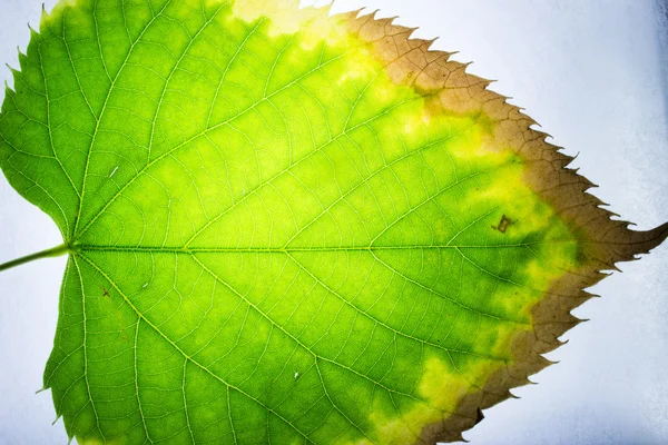 Les feuilles sont un miracle de la nature, elles transforment la lumière en aucun — Photo