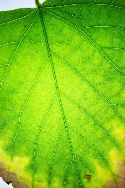 Le foglie sono un miracolo della natura, trasformano la luce in niente — Foto Stock