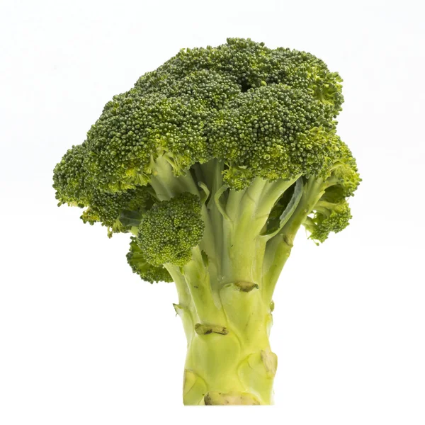 Broccoli isolati su fondo bianco — Foto Stock