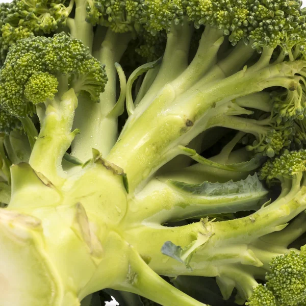 Broccoli da vicino isolati su fondo bianco — Foto Stock